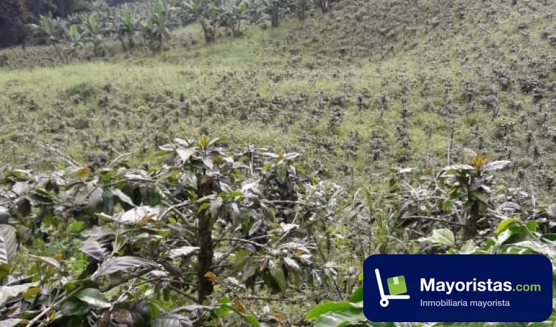 Finca cafetera de 44,8 ha en Santa Rosa de Cabal, Risaralda