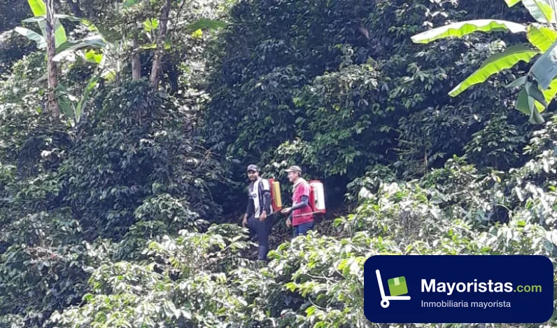 Finca cafetera de 2,6 ha en Tarso, Antioquia