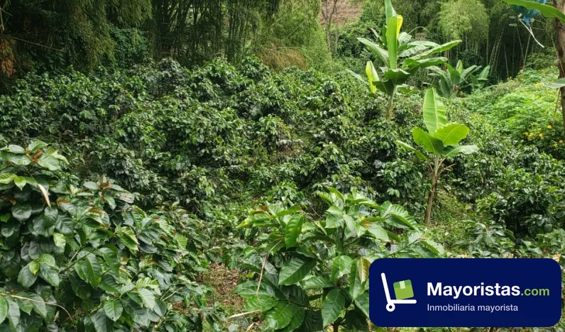 Finca cafetera de 2,4 ha en Filandia, Quindío