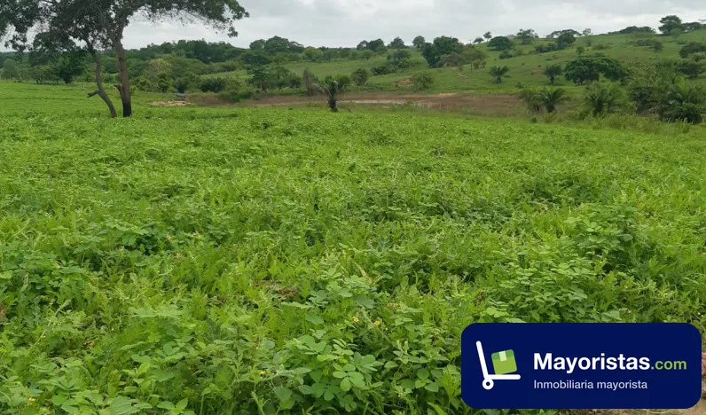 Finca ganadera de 30 ha en Buenavista, Córdoba