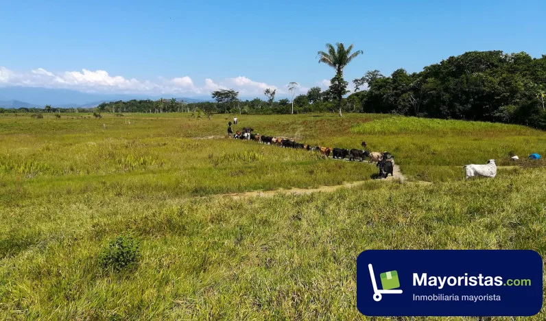 Finca ganadera de 200 ha en Belén de Los Andaquies, Caquetá