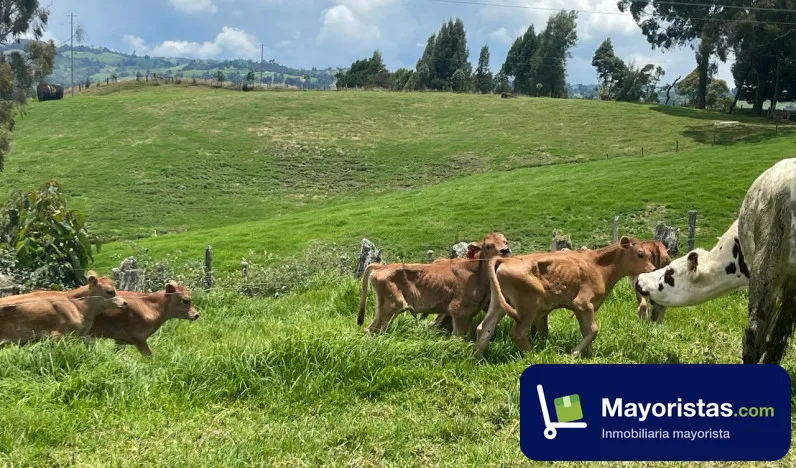 Finca ganadera de 34 ha en San Pedro de Los Milagros, Antioquia