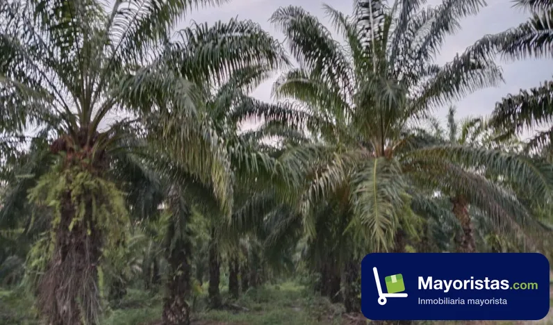Finca agrícola de 125 ha en Villanueva, Casanare
