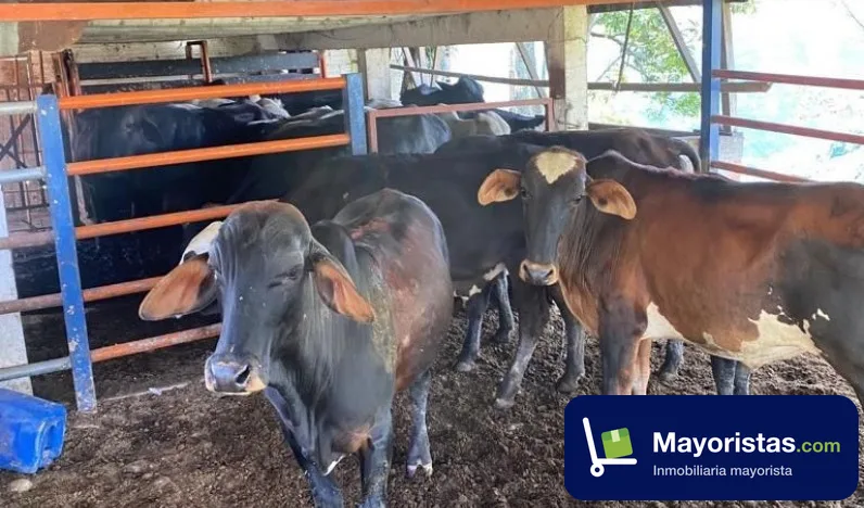 Finca ganadera de 132 ha en Pácora, Caldas — foto 10 de 10
