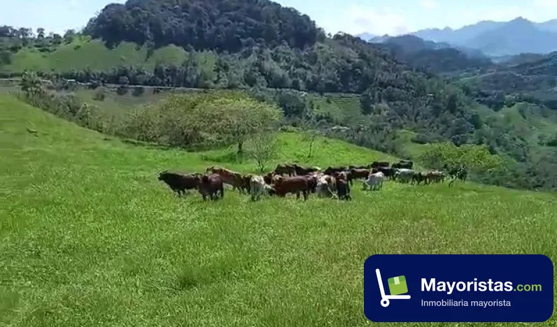 Finca ganadera de 72 ha en Yacopí, Cundinamarca