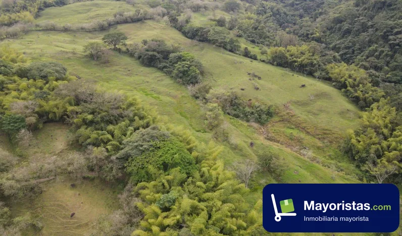 Finca ganadera de 9,6 ha en Venecia, Antioquia