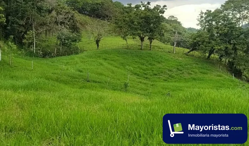 Finca ganadera de 12 ha en Fredonia, Antioquia