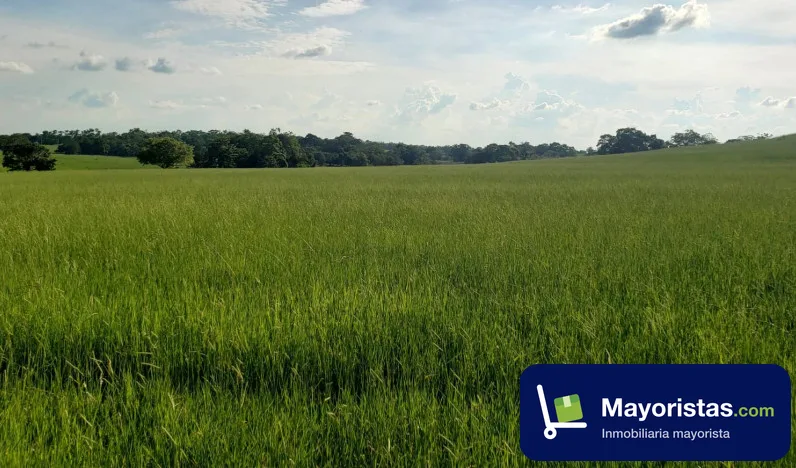 Finca ganadera de 57 ha en Buenavista, Córdoba — foto 9 de 10