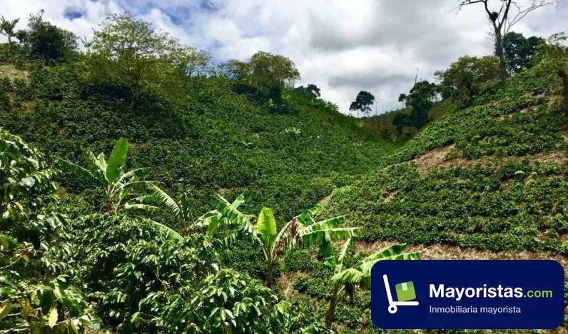 Finca cafetera de 5,1 ha en Filandia, Quindío