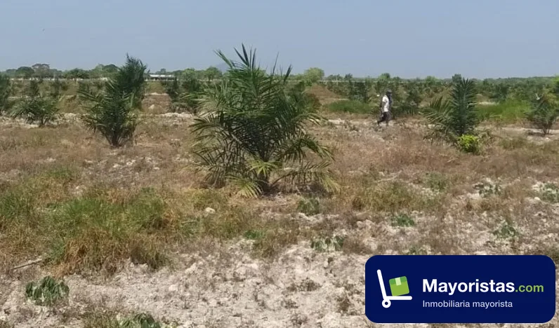 Finca ganadera de 21 ha en Tamalameque, Cesar