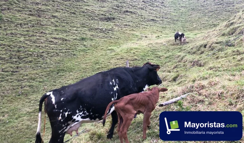 Finca ganadera de 47 ha en Herveo, Tolima — foto 10 de 10