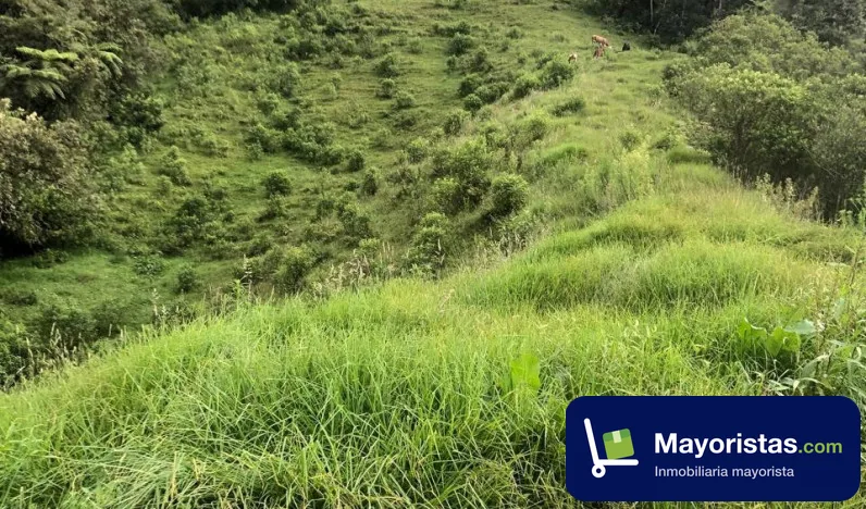 Finca ganadera de 47 ha en Herveo, Tolima — foto 9 de 10