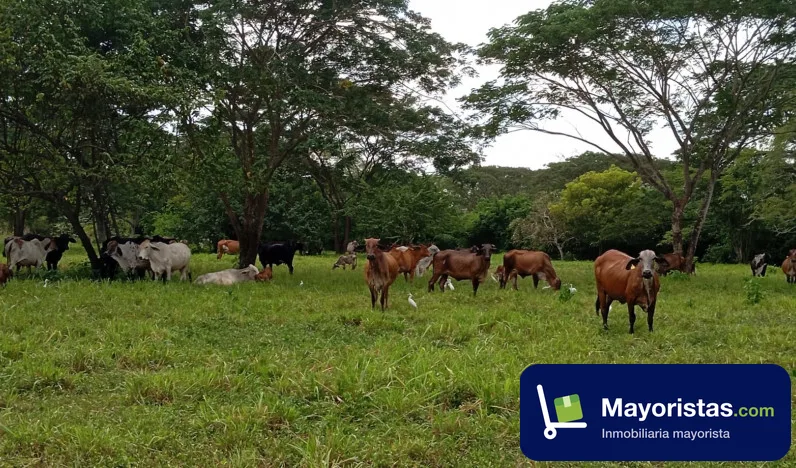 Finca ganadera de 100 ha en Sabanalarga, Atlántico