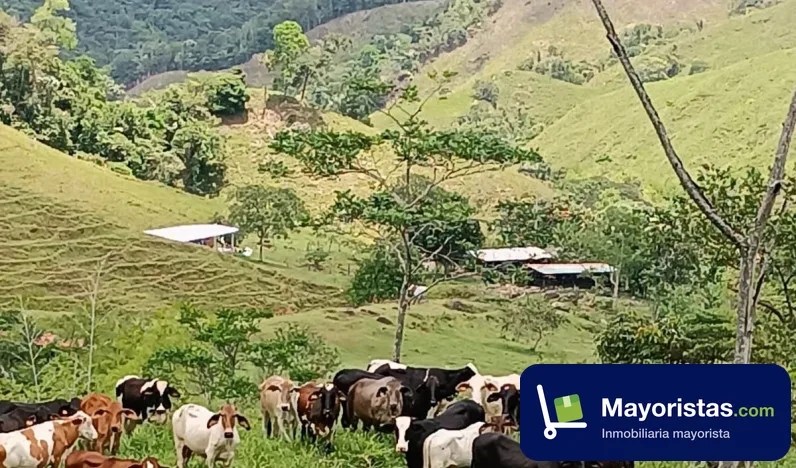 Finca ganadera de 500 ha en San Luis, Antioquia