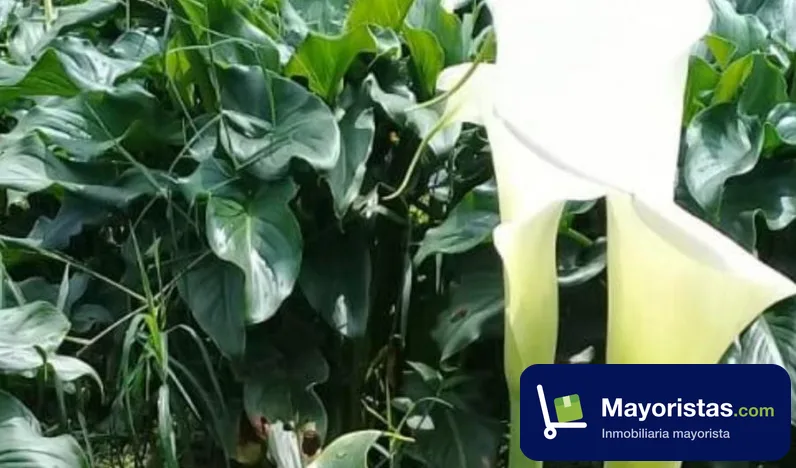 Finca agrícola de 5 ha en Pereira, Risaralda — foto 10 de 10