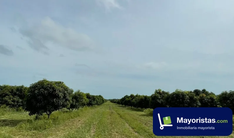 Finca agrícola de 160 ha en Ayapel, Córdoba