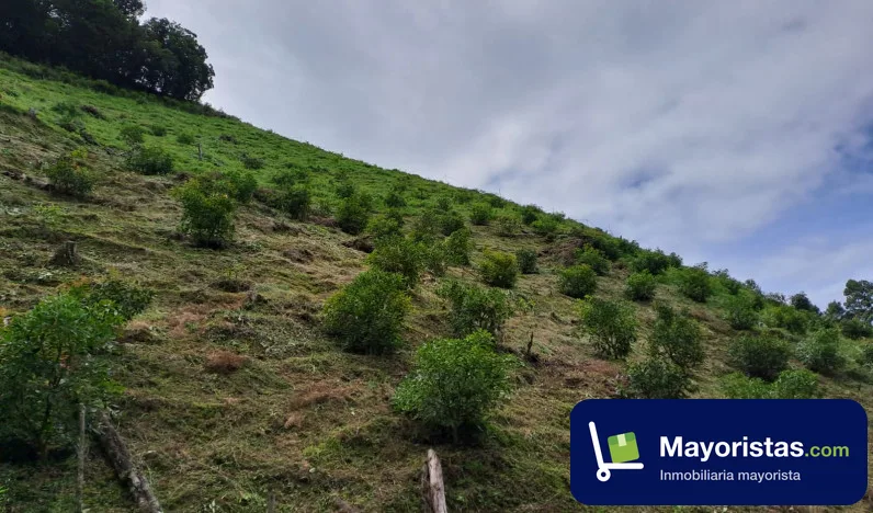 Finca ganadera de 30 ha en Íquira, Huila