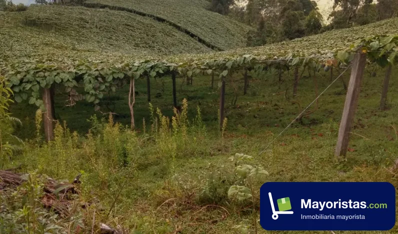 Finca agrícola de 16 ha en Rosas, Cauca