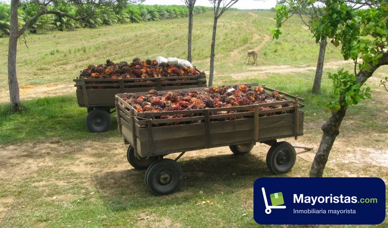 Finca agrícola de 20.000 ha en Cumaribo, Vichada — foto 9 de 10
