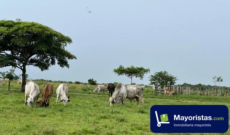 Finca ganadera de 2.053 ha en Trinidad, Casanare