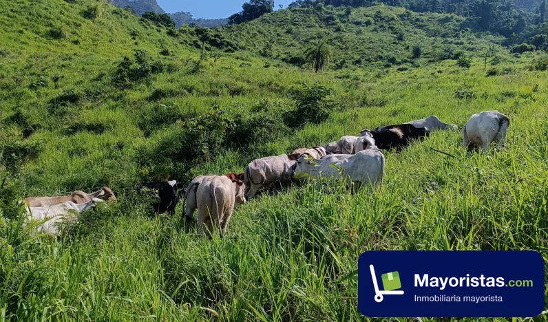 Finca ganadera de 40 ha en Rionegro, Santander