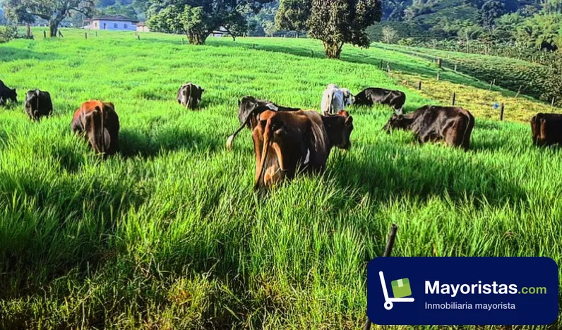 Finca cafetera de 22 ha en Santa Rosa de Cabal, Risaralda