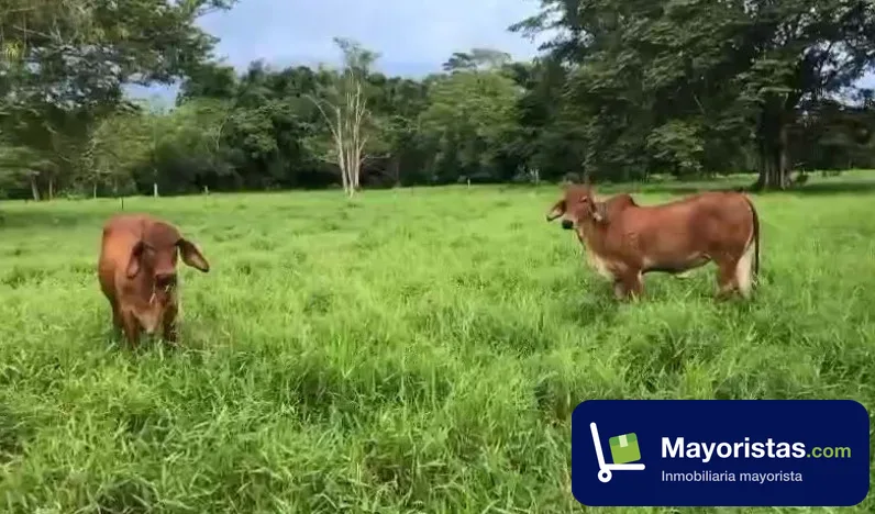 Finca ganadera de 400 ha en Cimitarra, Santander