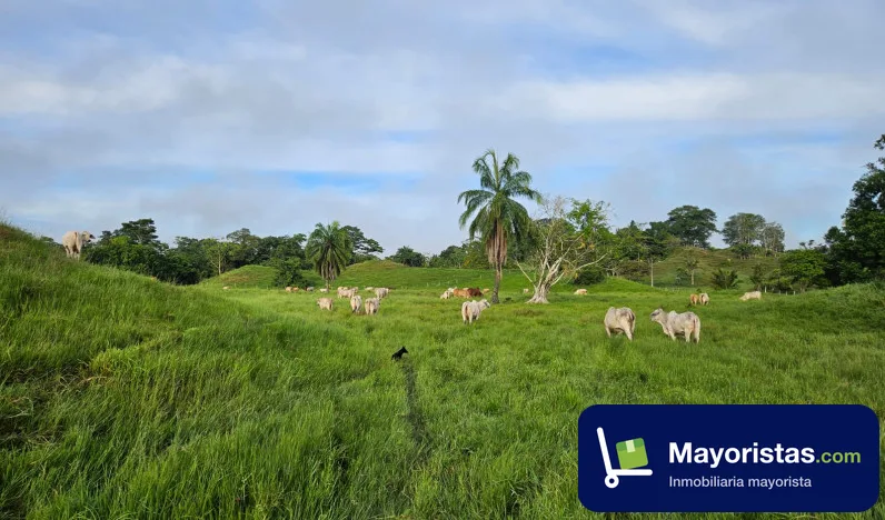 Finca ganadera de 218 ha en Puerto Boyacá, Boyacá