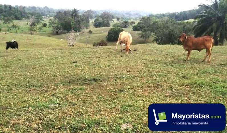 Finca ganadera de 186 ha en Barrancabermeja, Santander