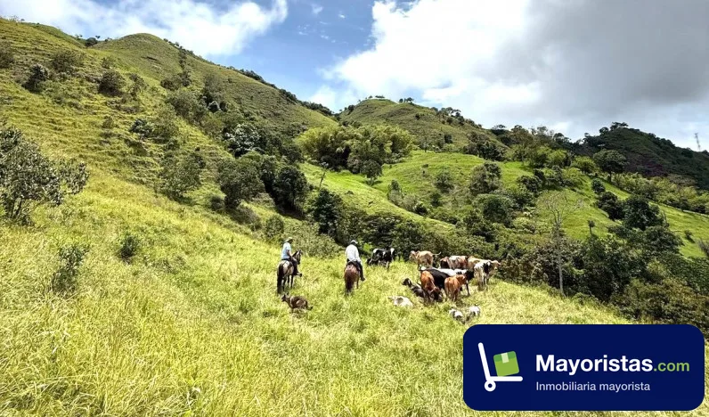 Finca ganadera de 65 ha en Armenia, Antioquia