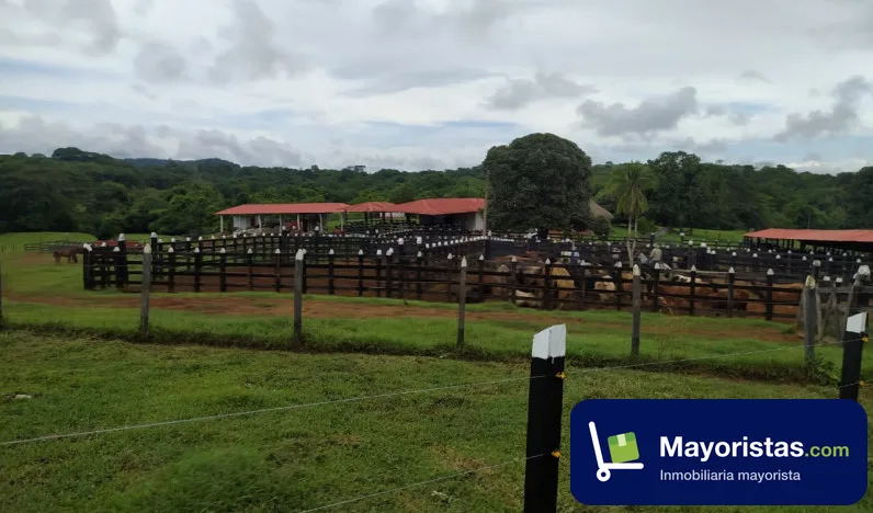 Finca ganadera de 888 ha en Montería, Córdoba — foto 9 de 10
