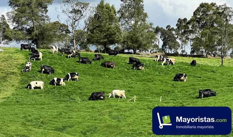 Finca ganadera de 75,5 ha en Santa Rosa de Osos, Antioquia