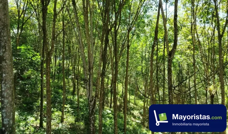 Finca agrícola de 15,8 ha en El Carmen de Chucurí, Santander — foto 9 de 10