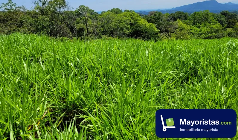 Finca ganadera de 16,5 ha en Victoria, Caldas