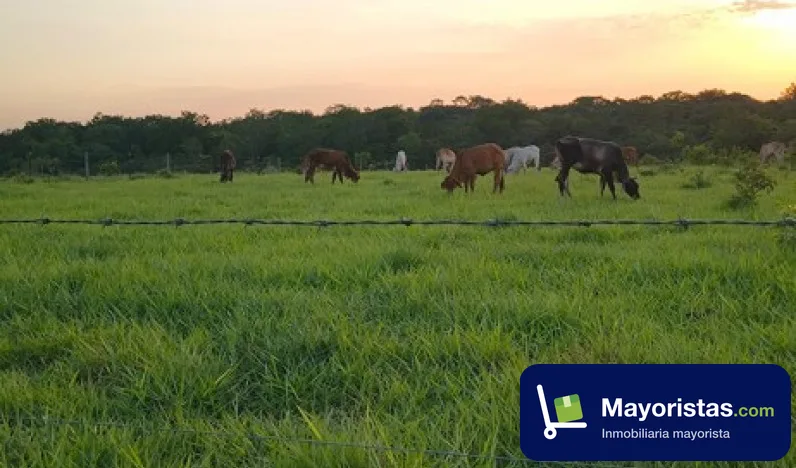 Finca ganadera de 2.700 ha en Puerto López, Meta