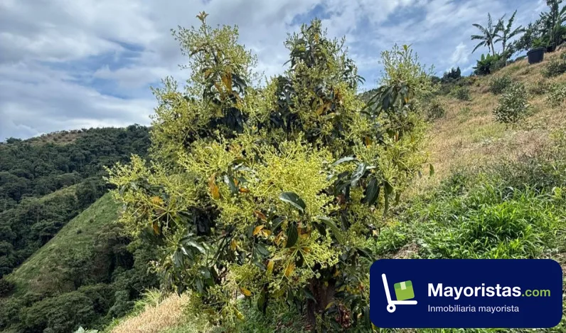 Finca agrícola de 15 ha en Neira, Caldas — foto 10 de 10
