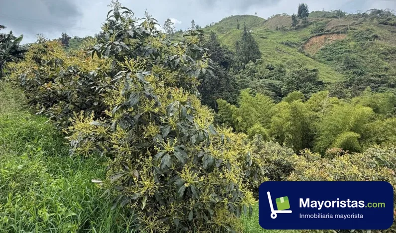 Finca agrícola de 15 ha en Neira, Caldas — foto 9 de 10