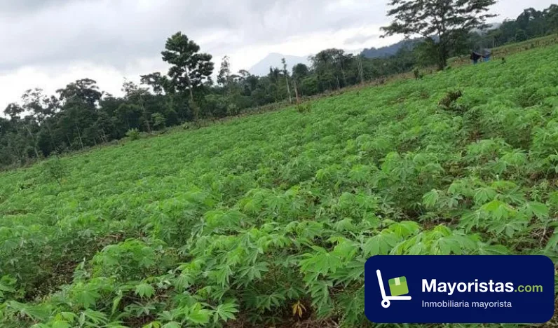 Finca ganadera de 120 ha en Mutatá, Antioquia