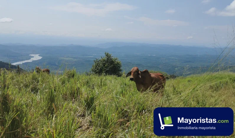 Finca ganadera de 89 ha en Chaguaní, Cundinamarca