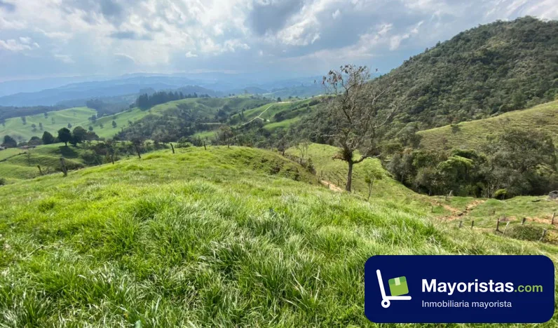 Finca ganadera de 7,9 ha en Don Matias, Antioquia