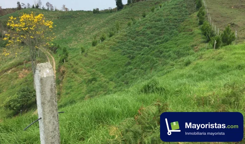 Finca ganadera de 8 ha en Amagá, Antioquia