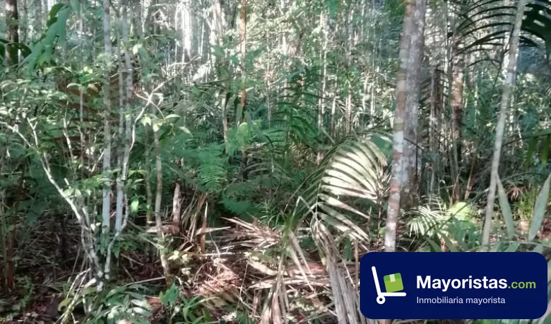 Finca agrícola de 9,2 ha en Cunday, Tolima