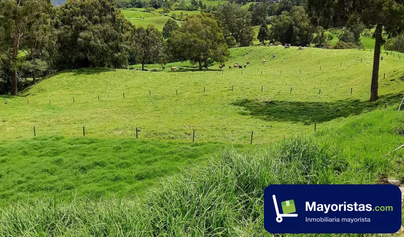 Finca ganadera de 20 ha en San Pedro de Los Milagros, Antioquia