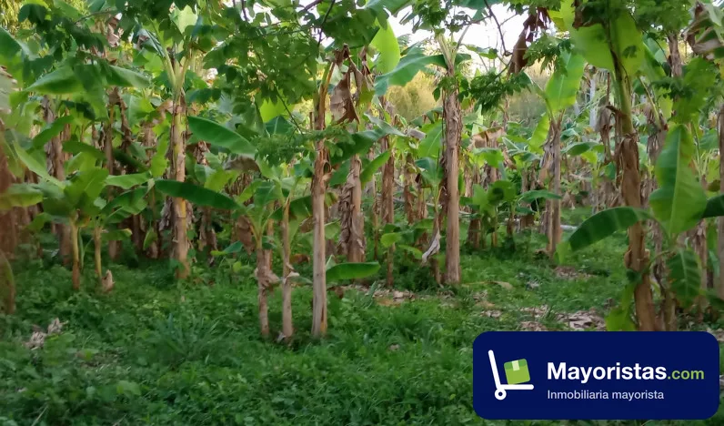 Finca ganadera de 5,5 ha en Sampués, Sucre