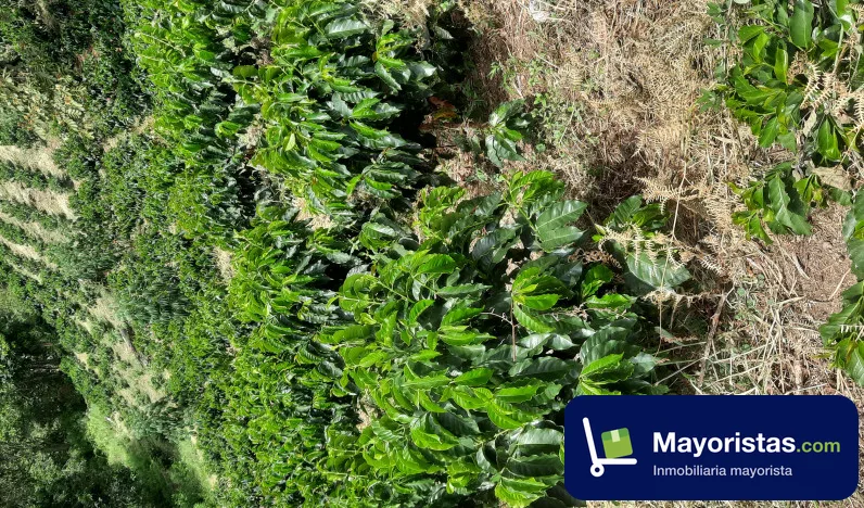 Finca cafetera de 33 ha en Betulia, Antioquia