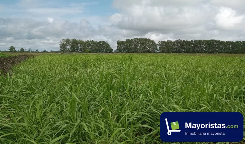 Finca ganadera de 26 ha en Puerto López, Meta