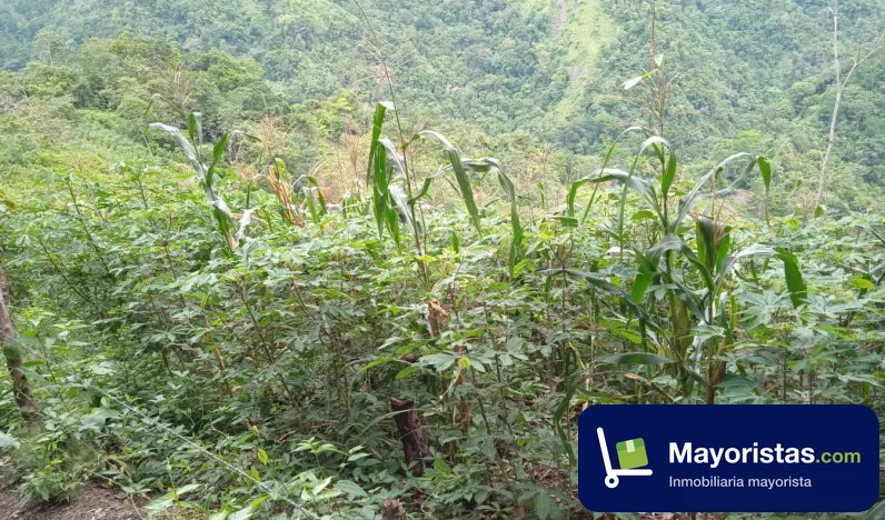 Finca cafetera de 8 ha en Otanche, Boyacá — foto 10 de 10