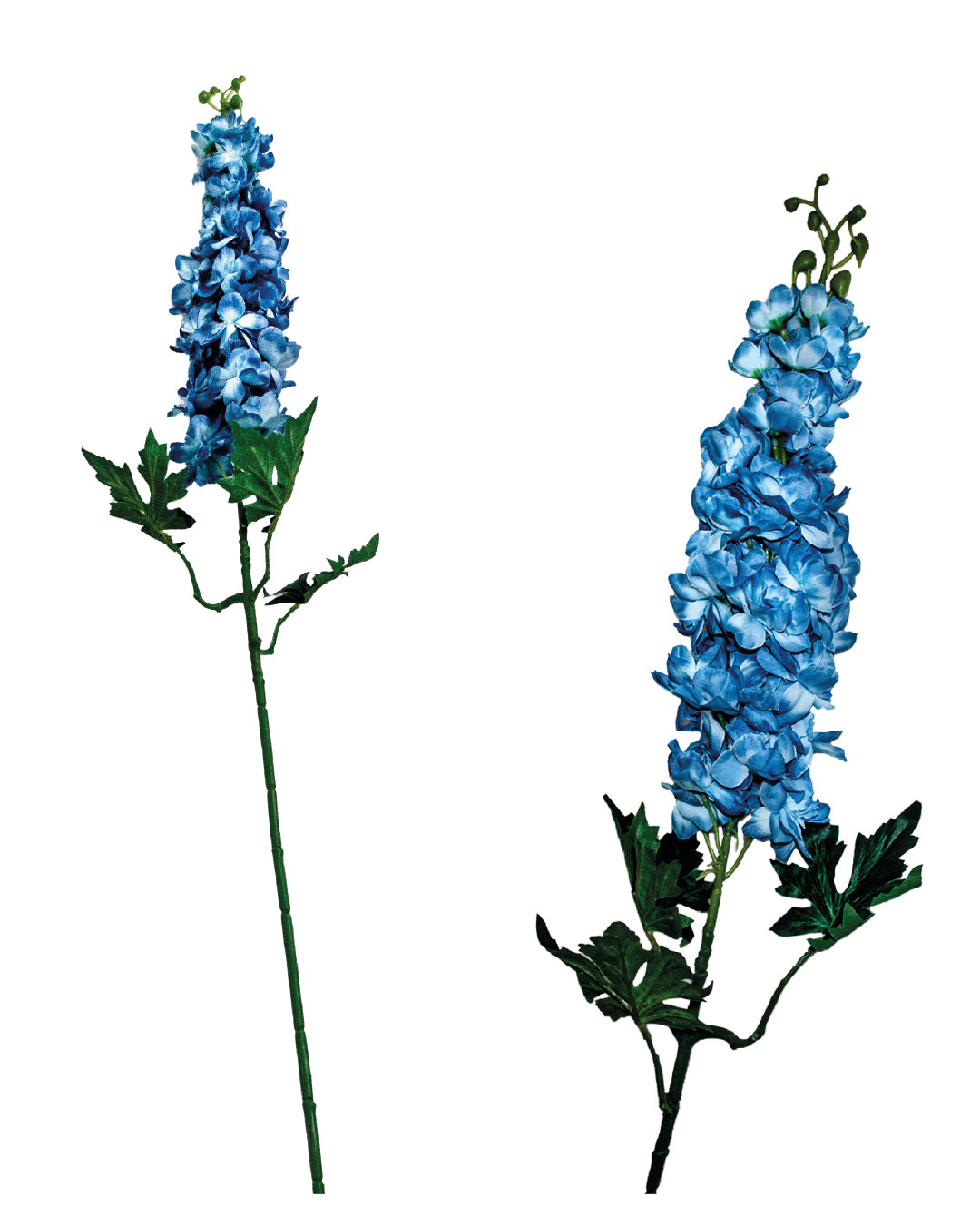 FLOR H001389