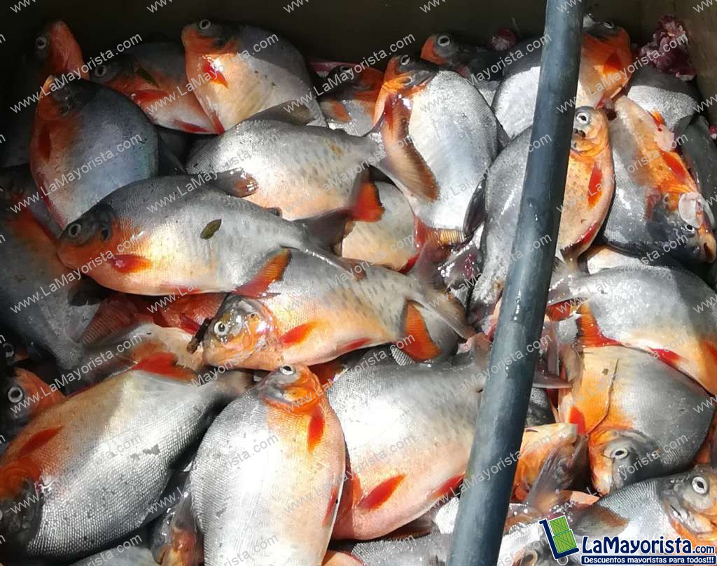 pescado cachama (fresca) de cultivo