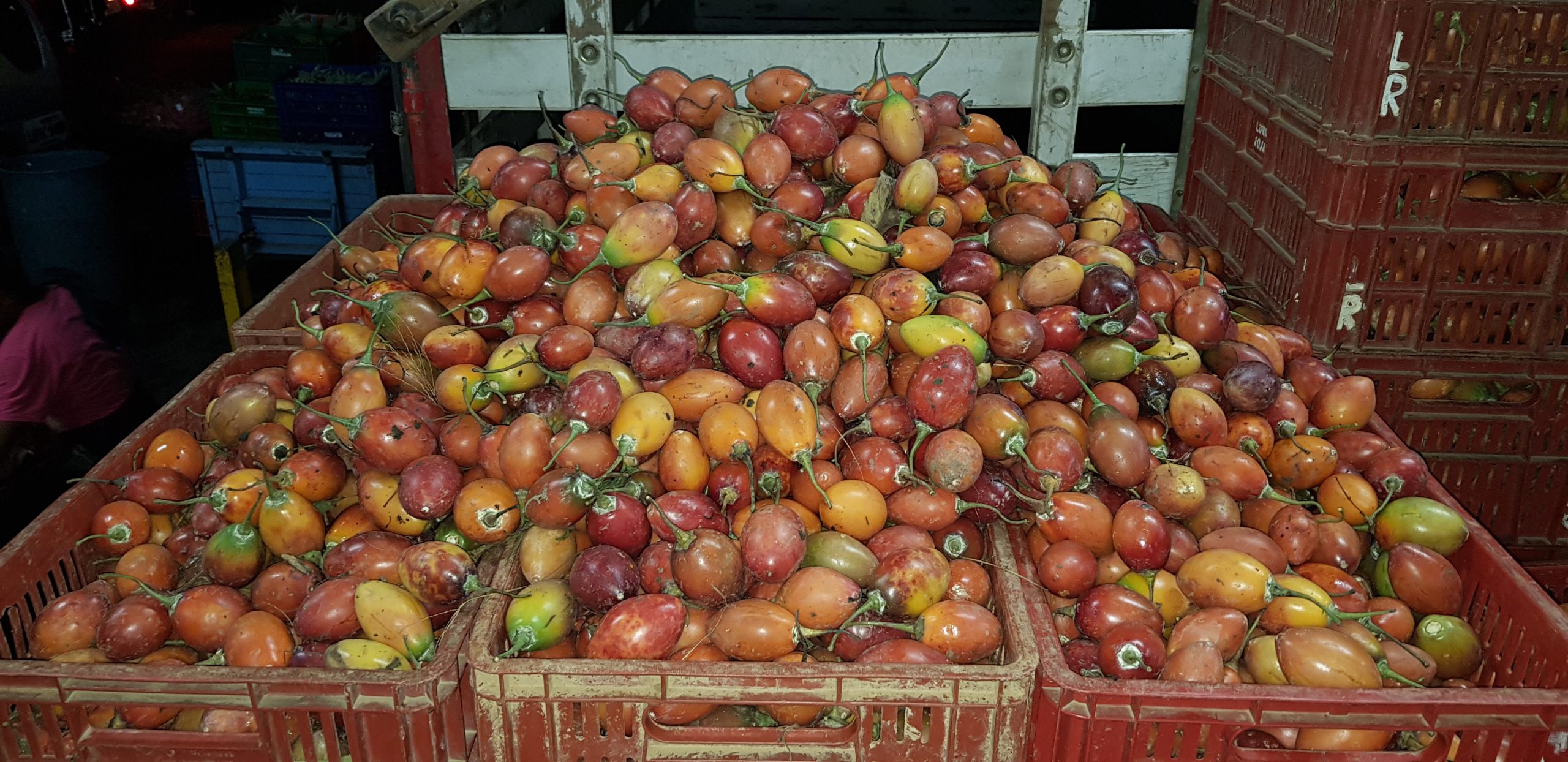 Tomate de árbol virosis